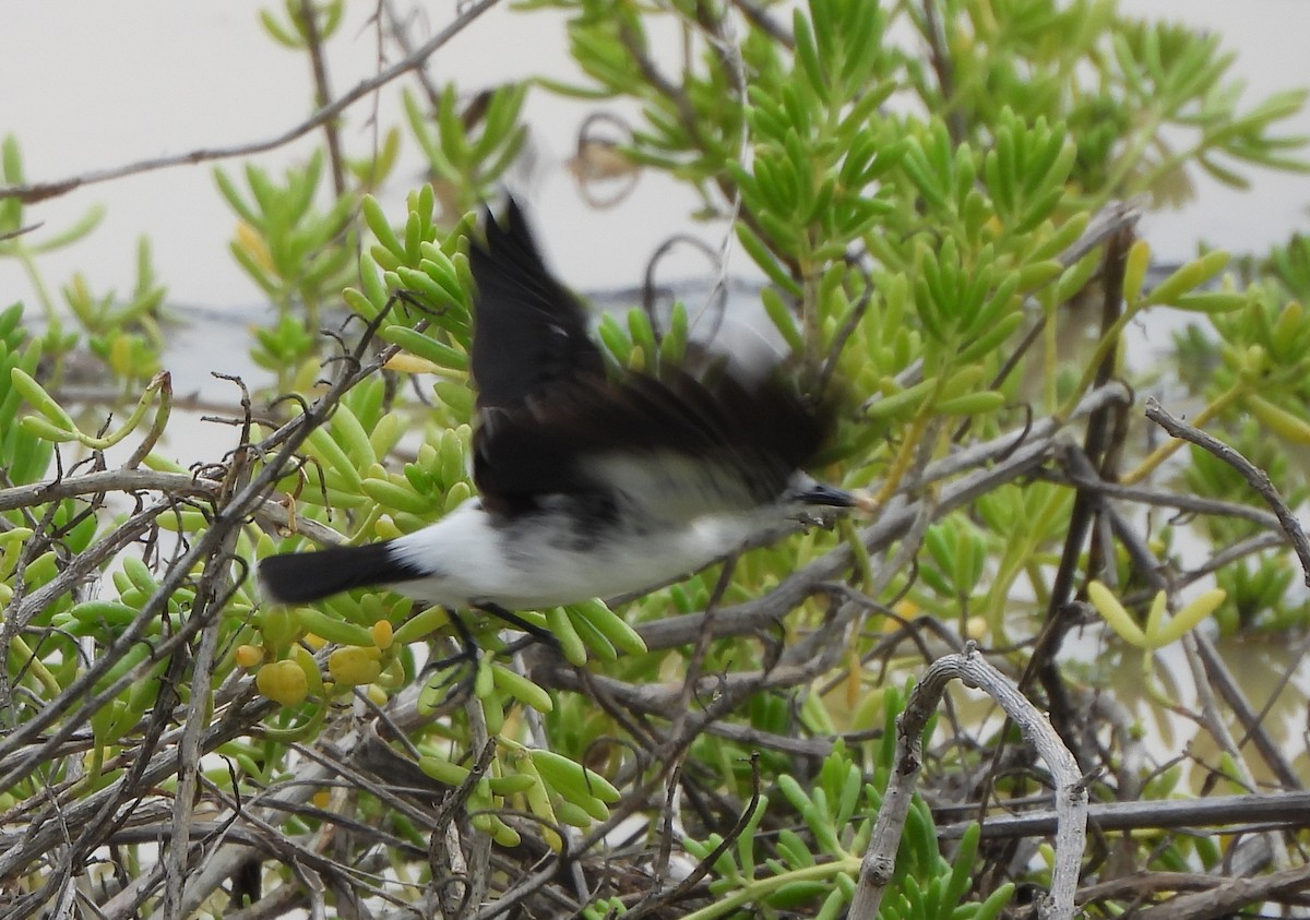 Moucherolle pie - ML645504617