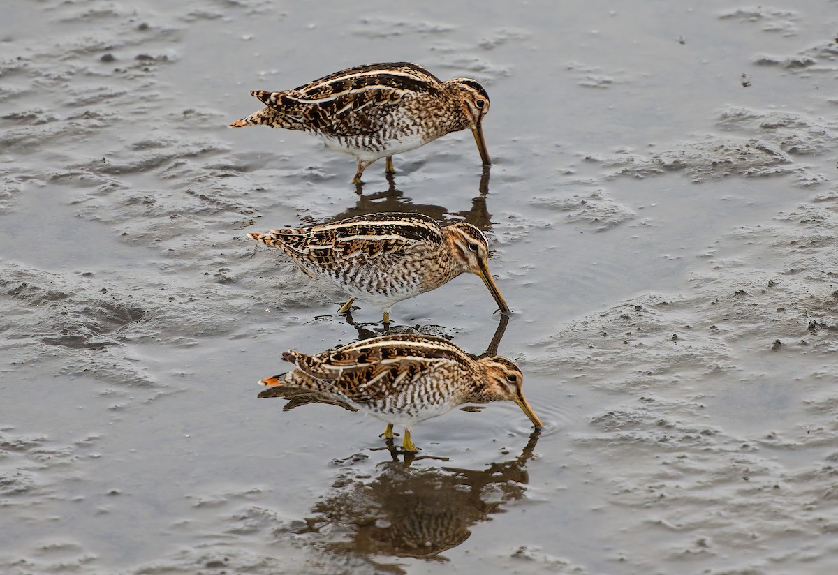 Wilson's Snipe - ML645504620
