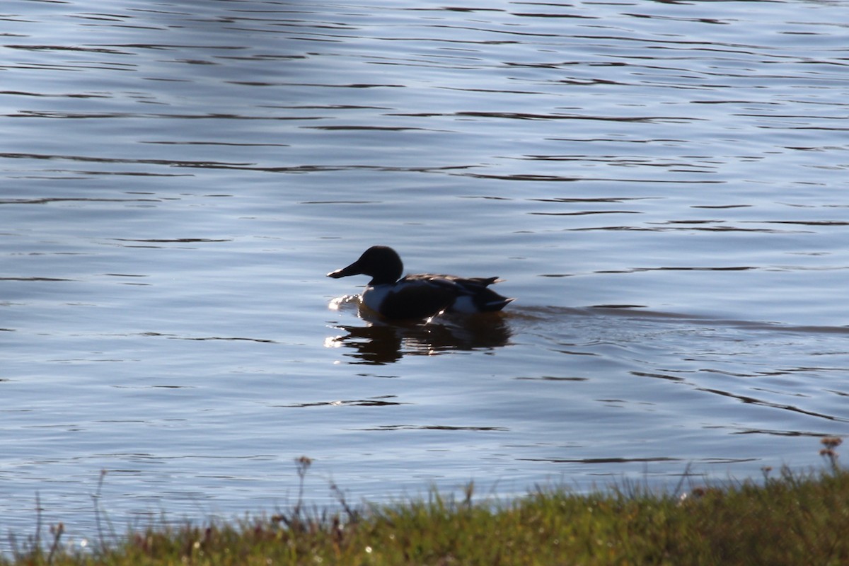 Northern Shoveler - ML645504625