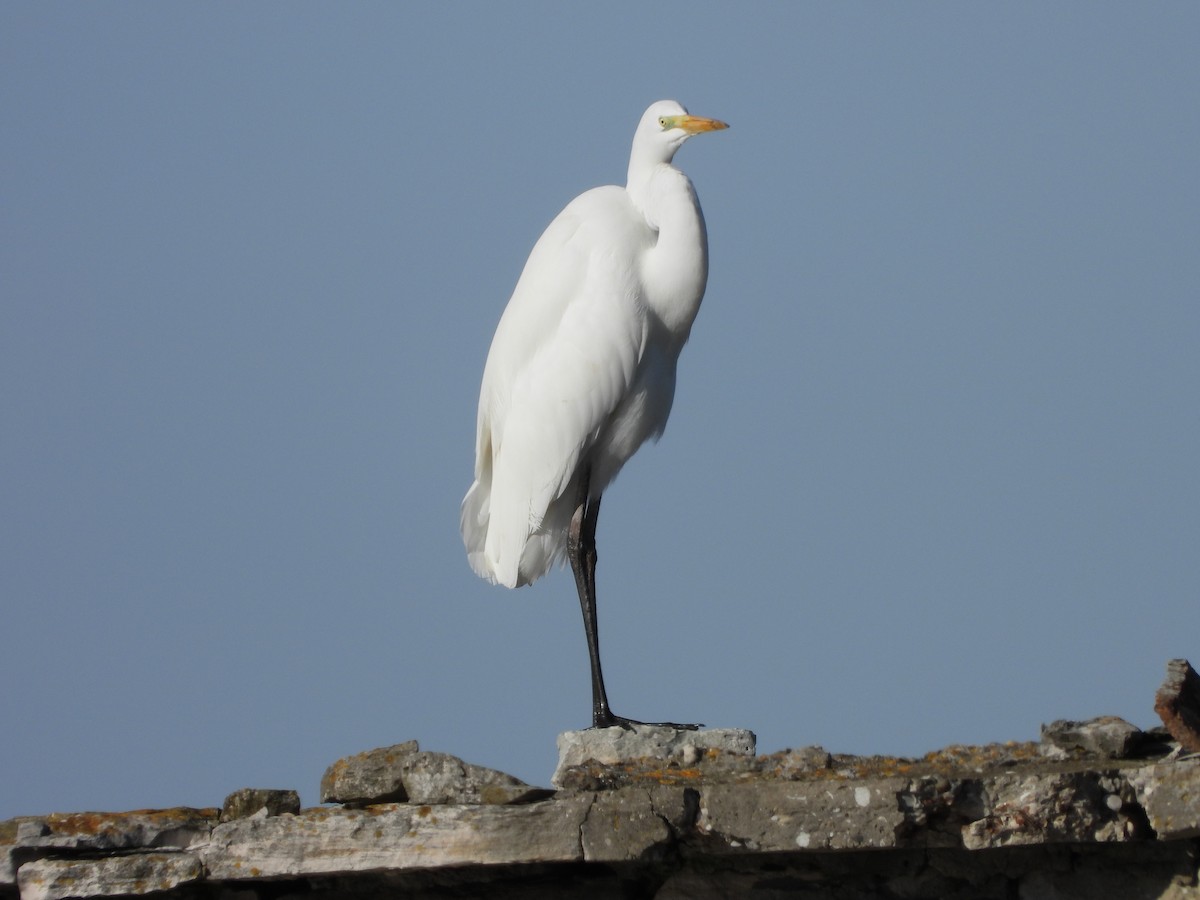 Great Egret - ML645504626