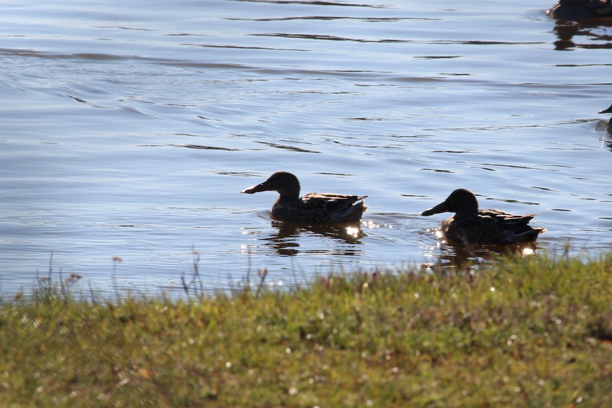 Northern Shoveler - ML645504629