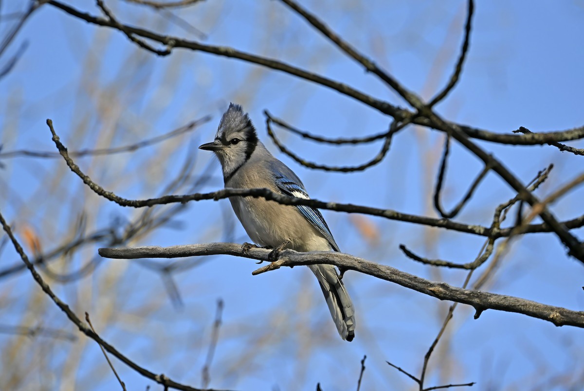 Blue Jay - ML645504642