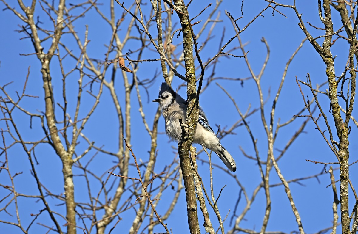 Blue Jay - ML645504643