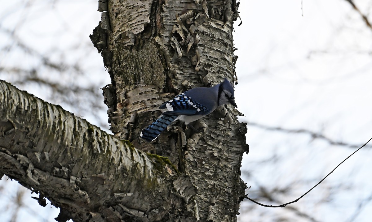 Blue Jay - ML645504644