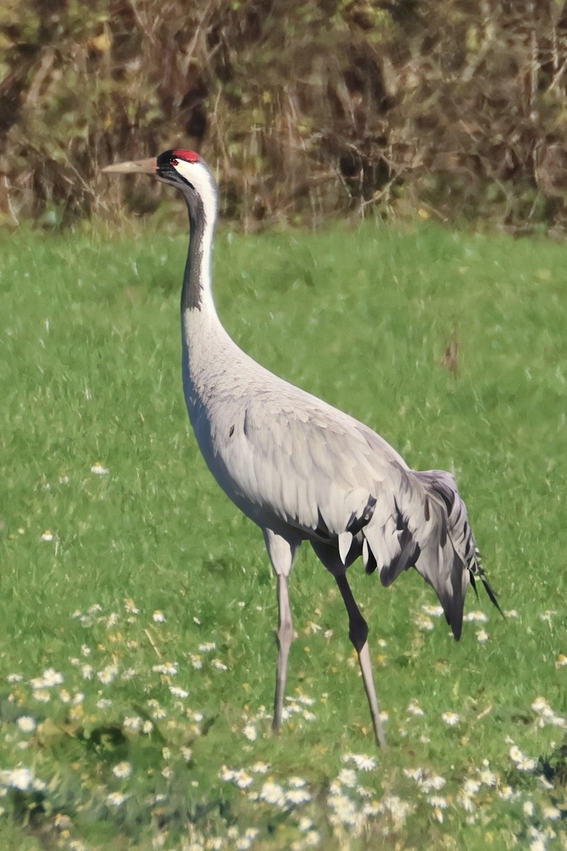 Common Crane - ML645504648