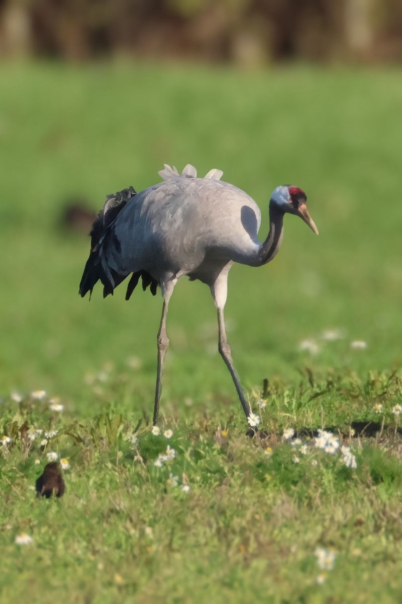 Common Crane - ML645504649
