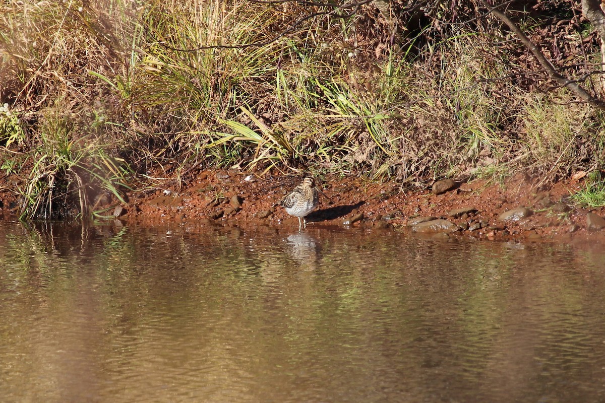 Wilson's Snipe - ML645504650