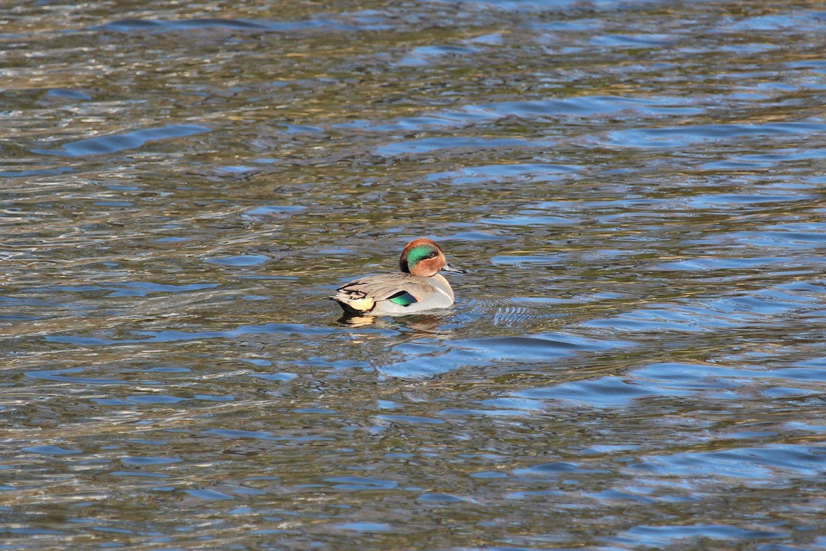 Green-winged Teal - ML645504656