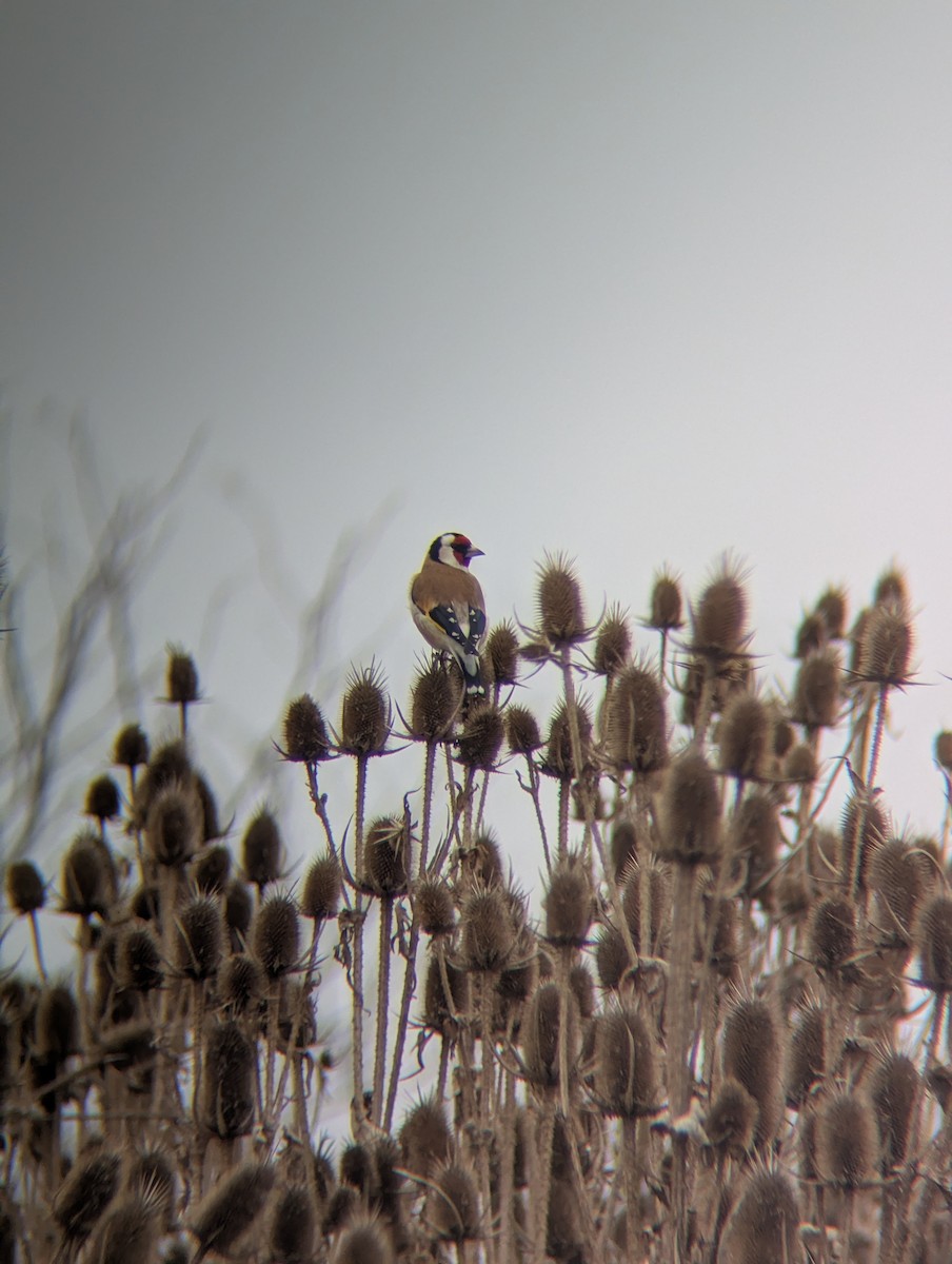 European Goldfinch - ML645504659