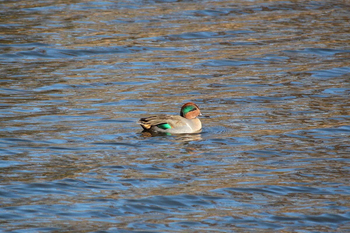 Green-winged Teal - ML645504660