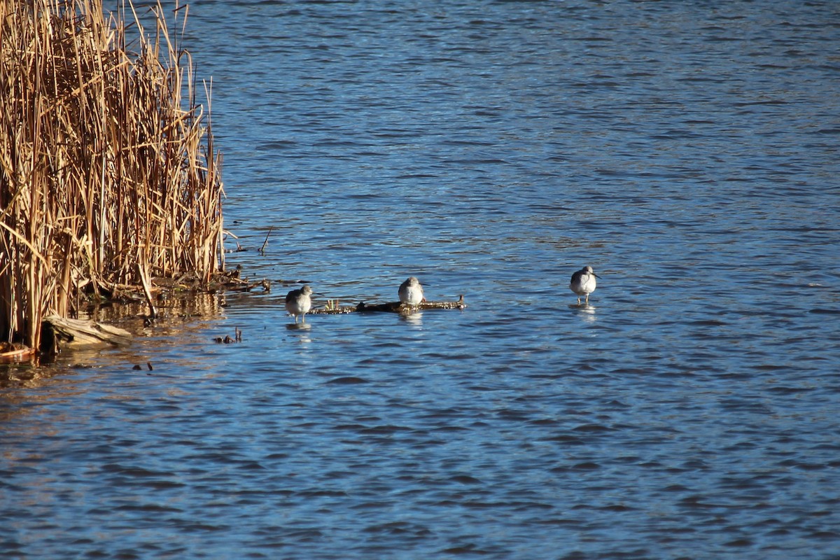 Greater Yellowlegs - ML645504663