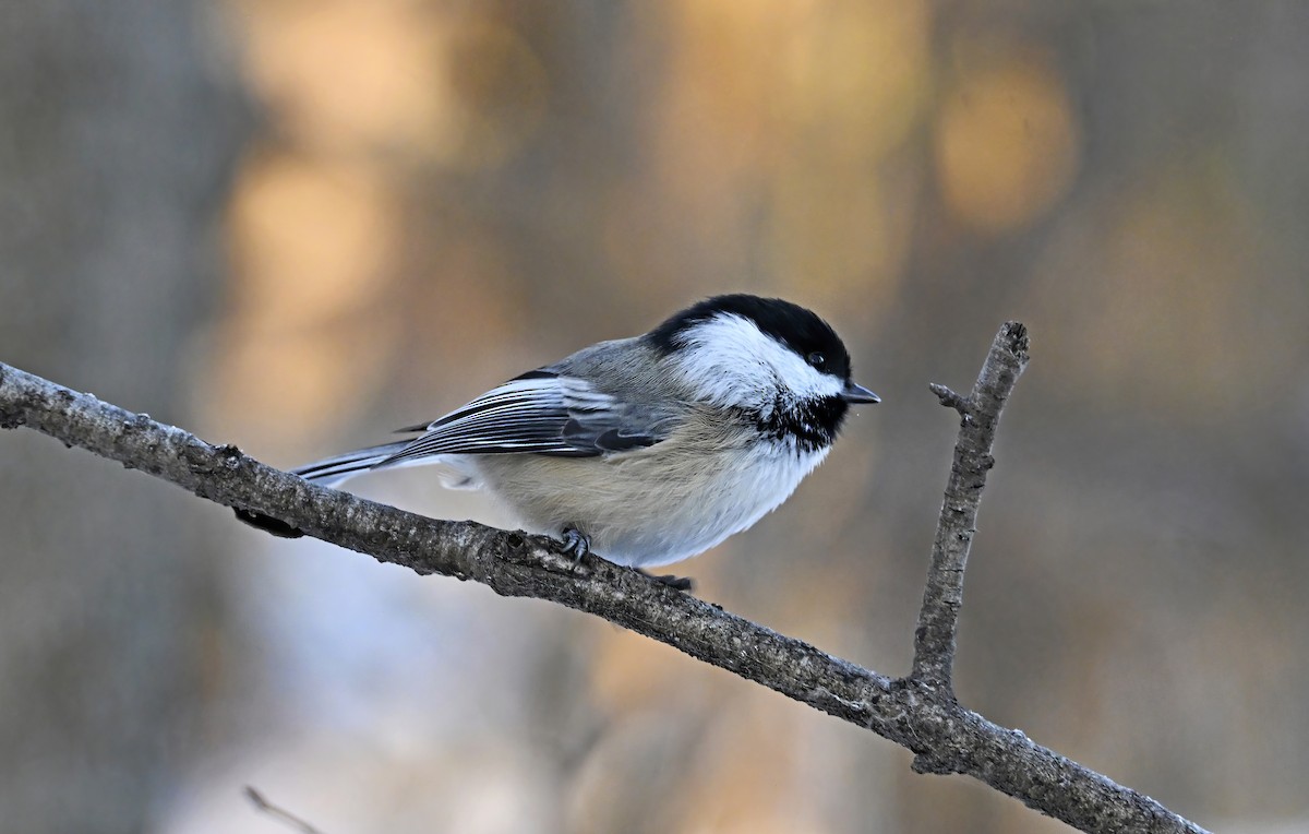 Black-capped Chickadee - ML645504674