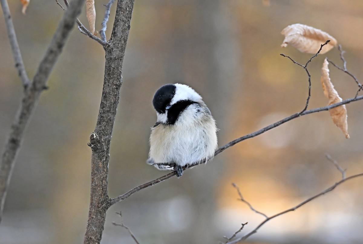 Black-capped Chickadee - ML645504675