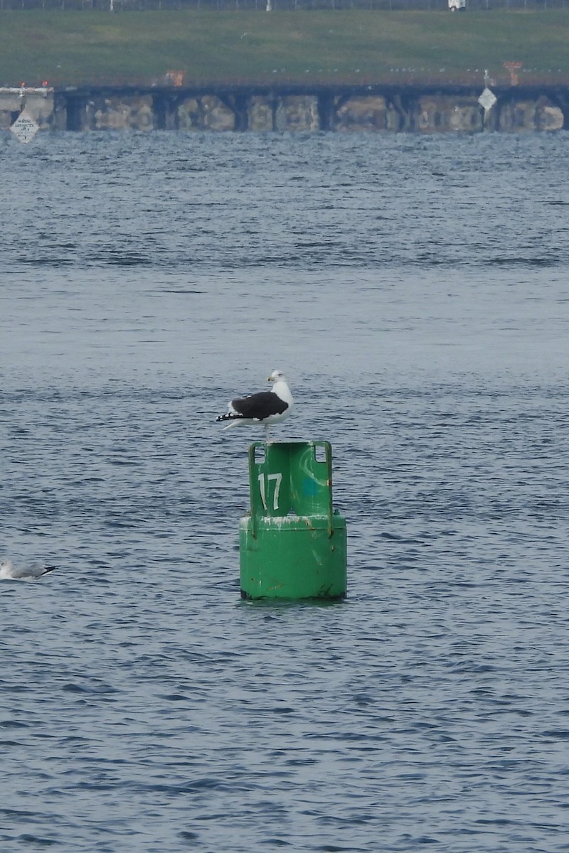 Büyük Kara Sırtlı Martı - ML645504678