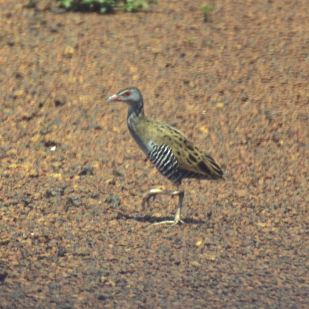 African Crake - ML645504691