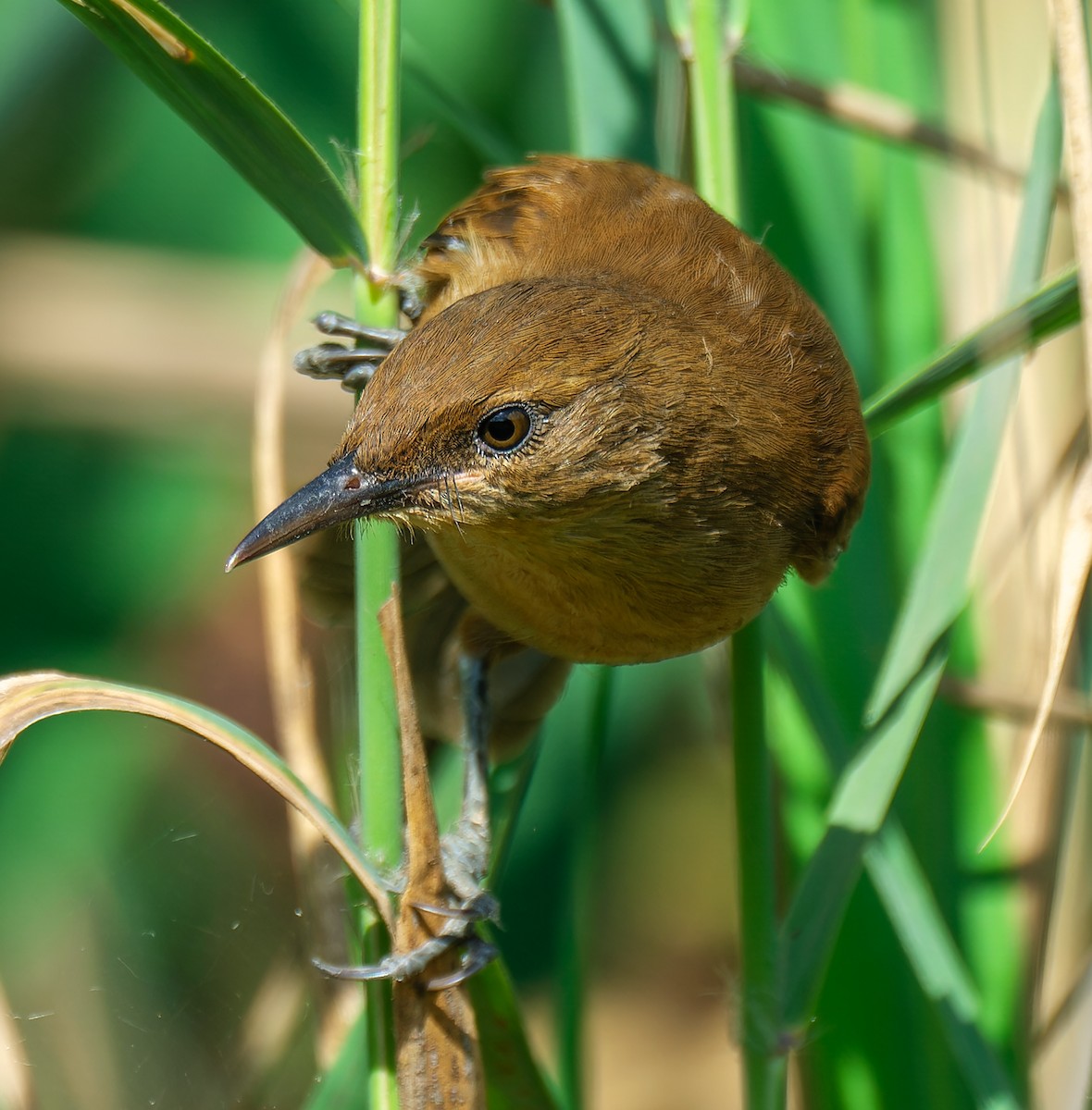 קנית אפריקנית - ML645504709