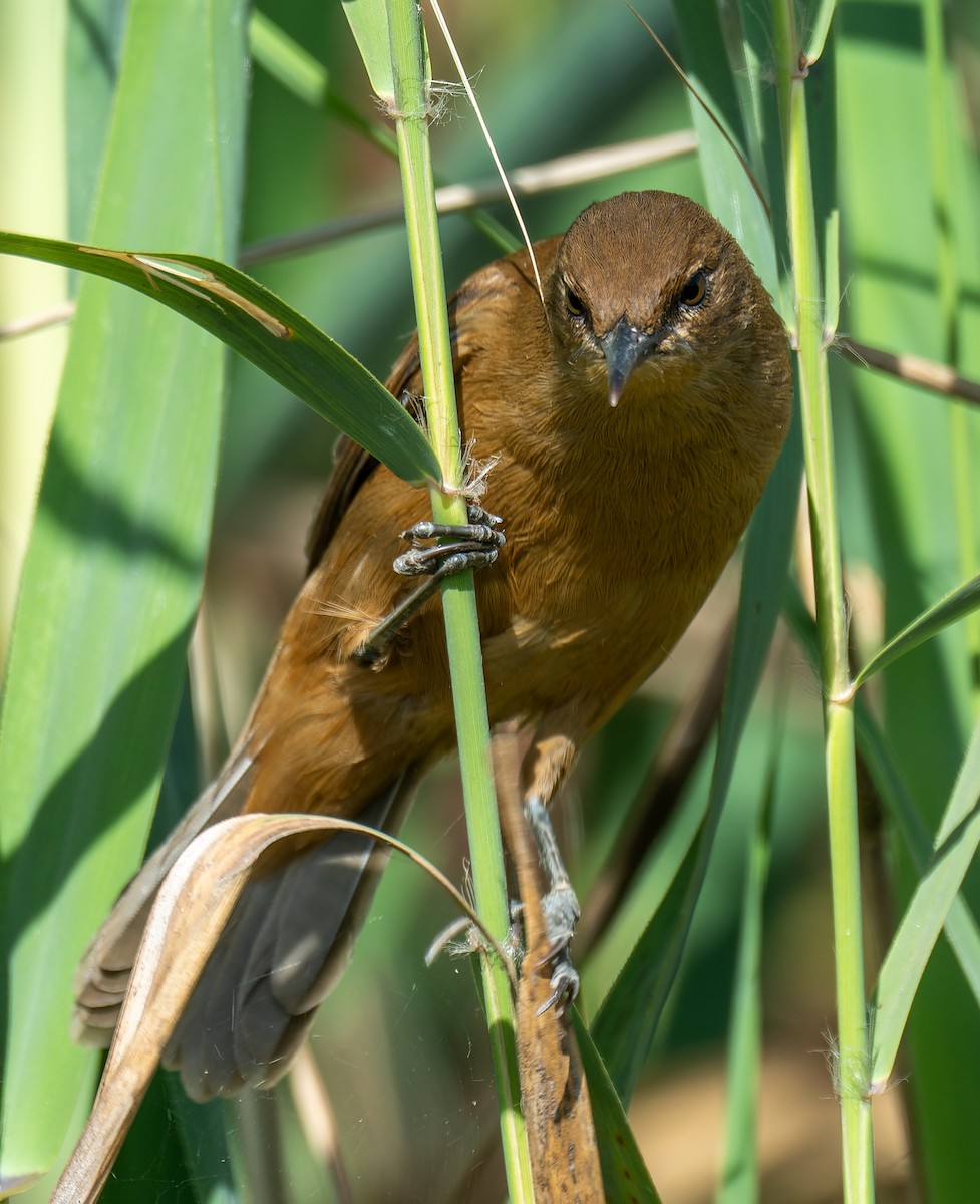 קנית אפריקנית - ML645504710