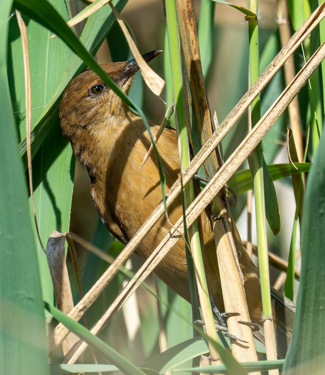 קנית אפריקנית - ML645504711