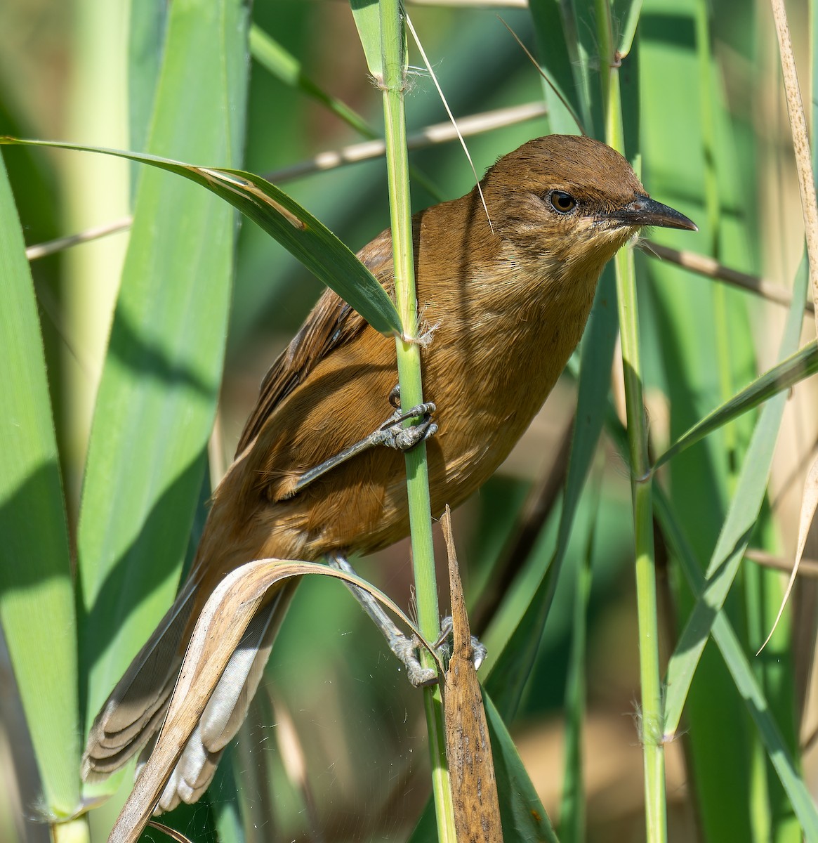 קנית אפריקנית - ML645504712