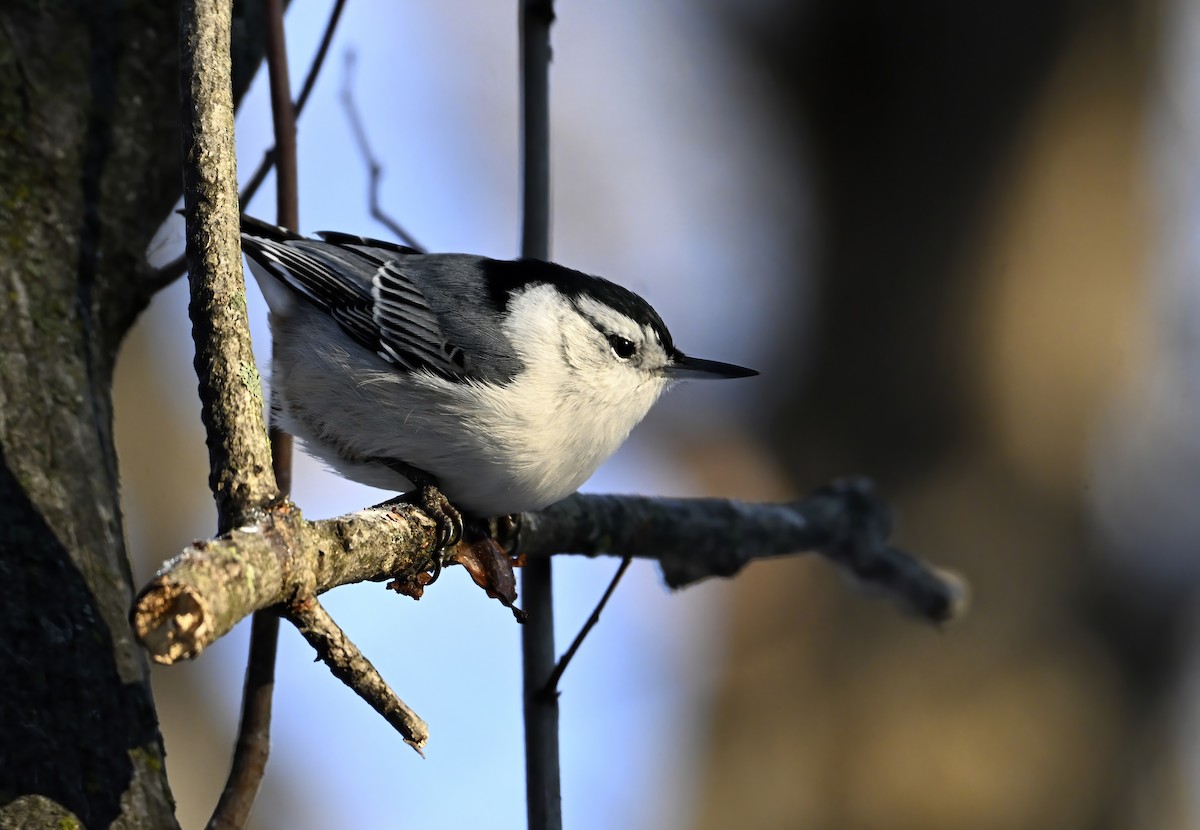 White-breasted Nuthatch - ML645504717