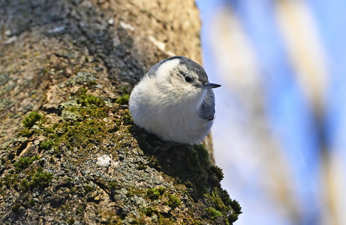 White-breasted Nuthatch - ML645504718
