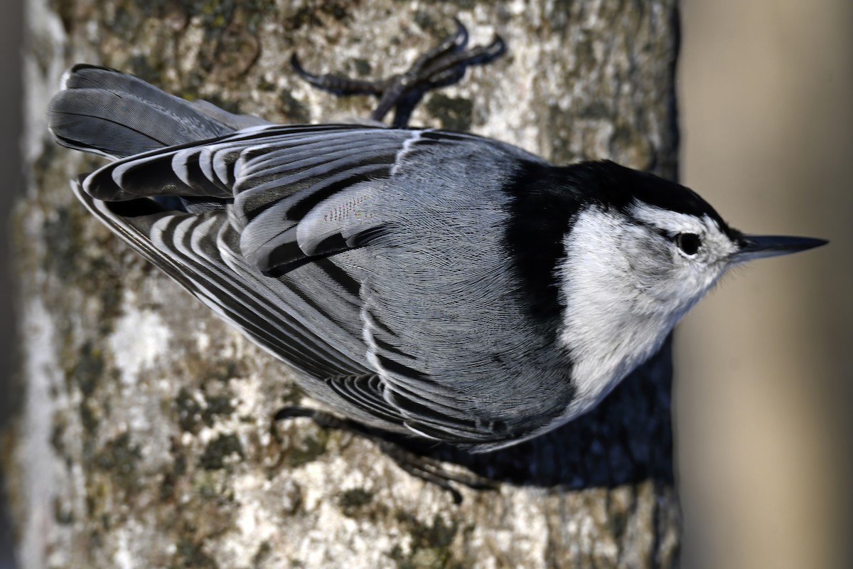 White-breasted Nuthatch - ML645504719