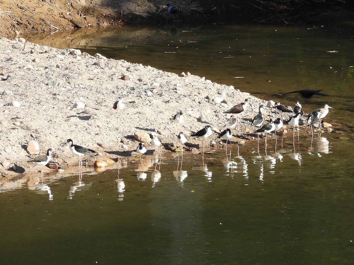 Black-necked Stilt - ML645504720