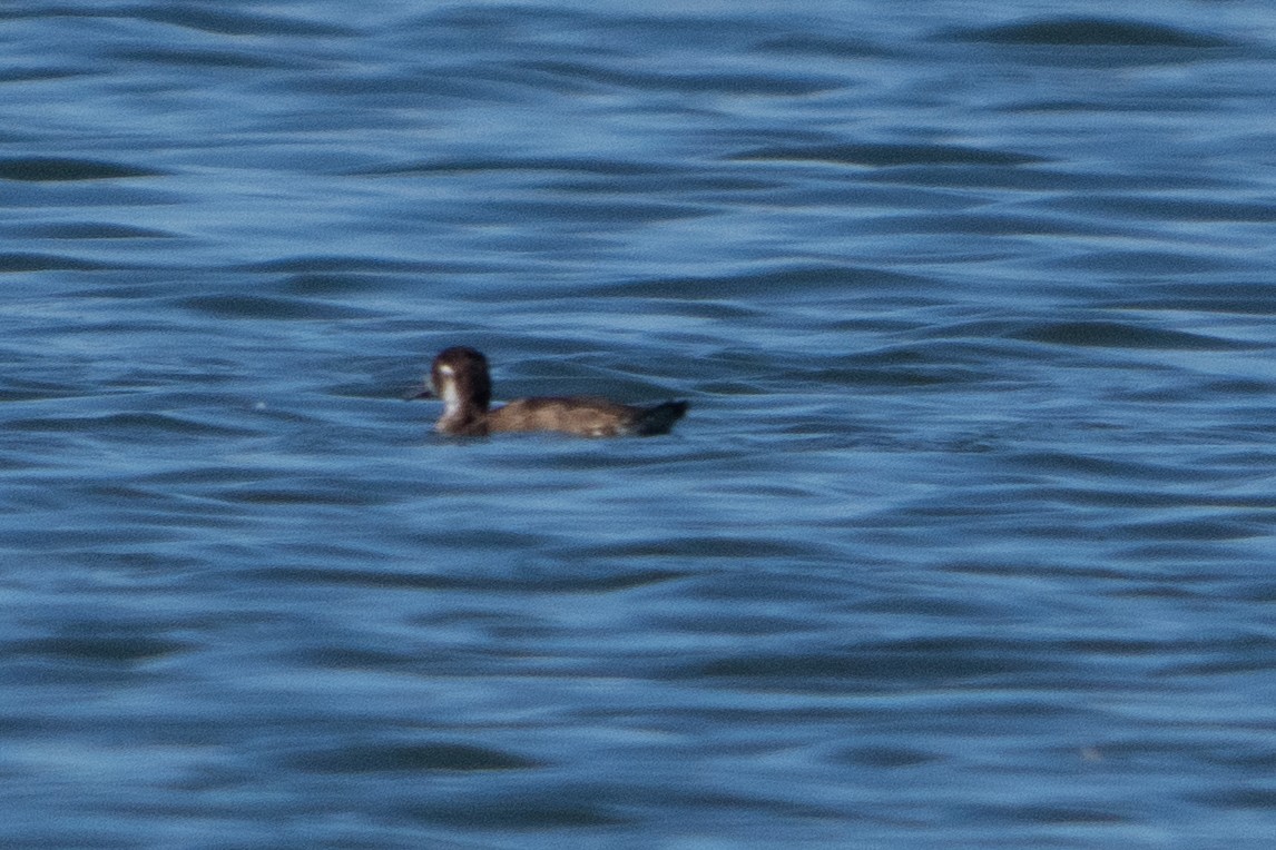 Southern Pochard - ML645504725