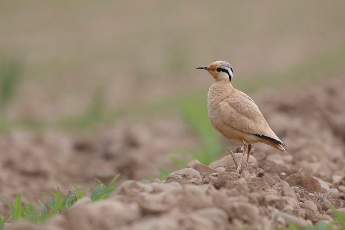 Cream-colored Courser - ML645504728