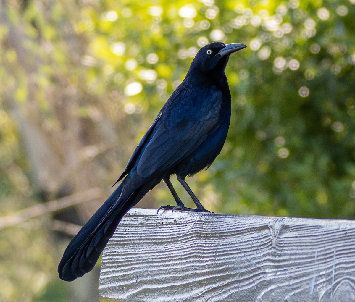 Great-tailed Grackle - ML645504729