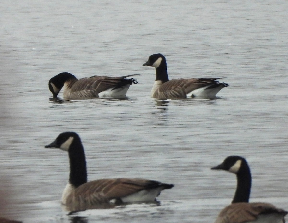 小加拿大雁 - ML645504734