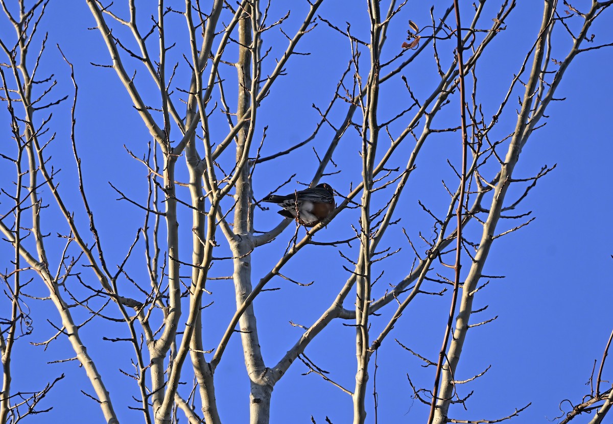 American Robin - ML645504738