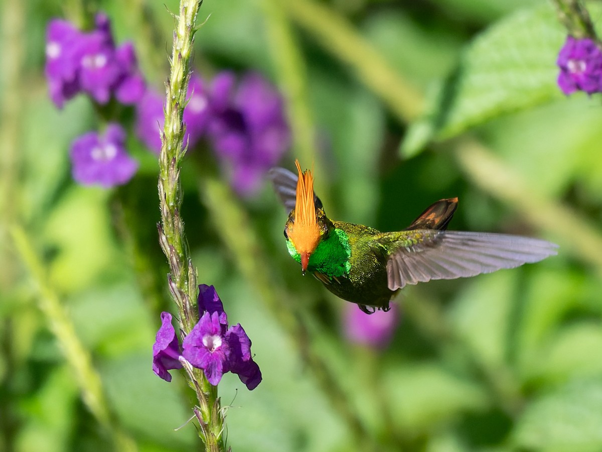 チャカザリハチドリ - ML645504747