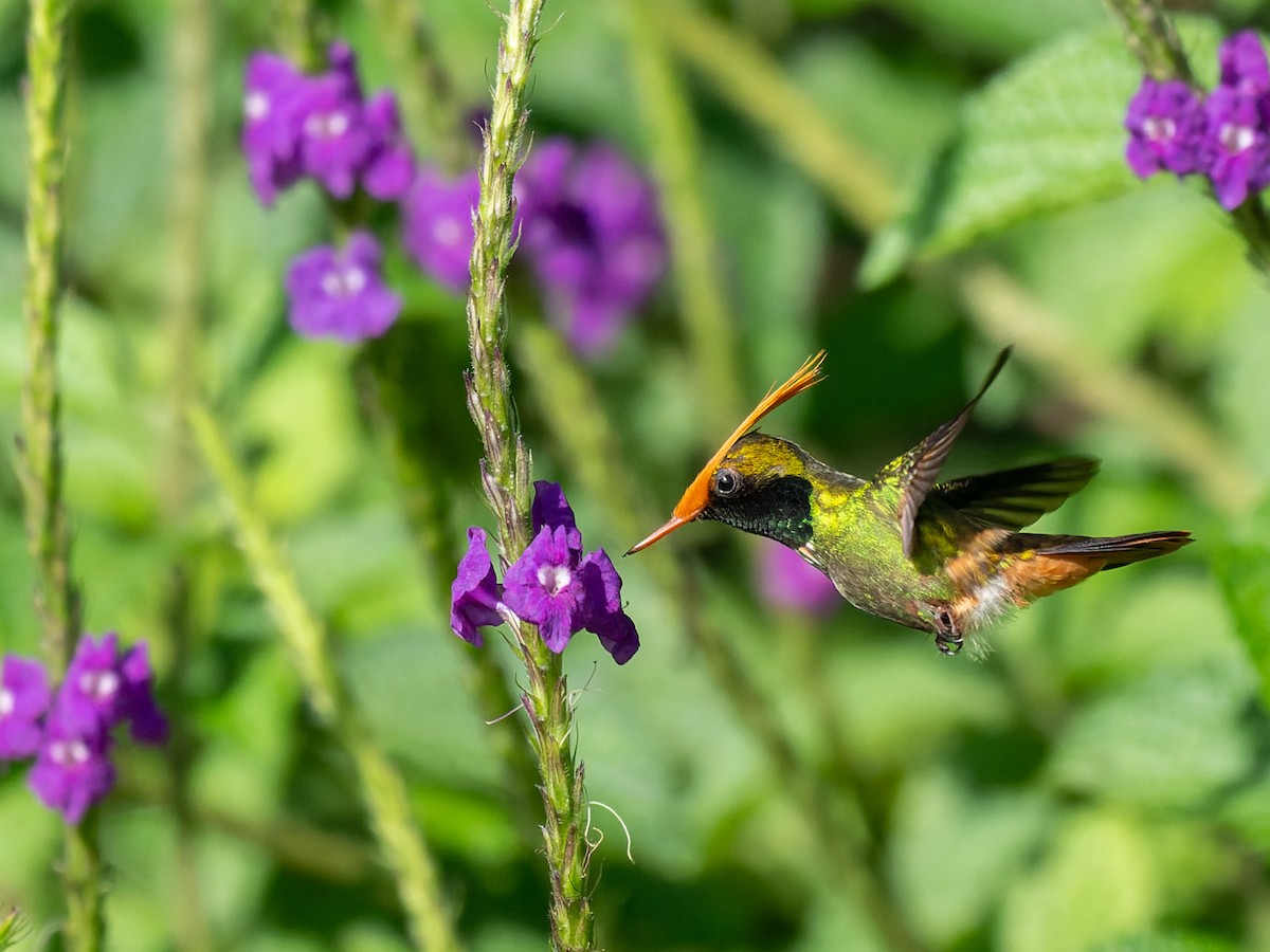 チャカザリハチドリ - ML645504748