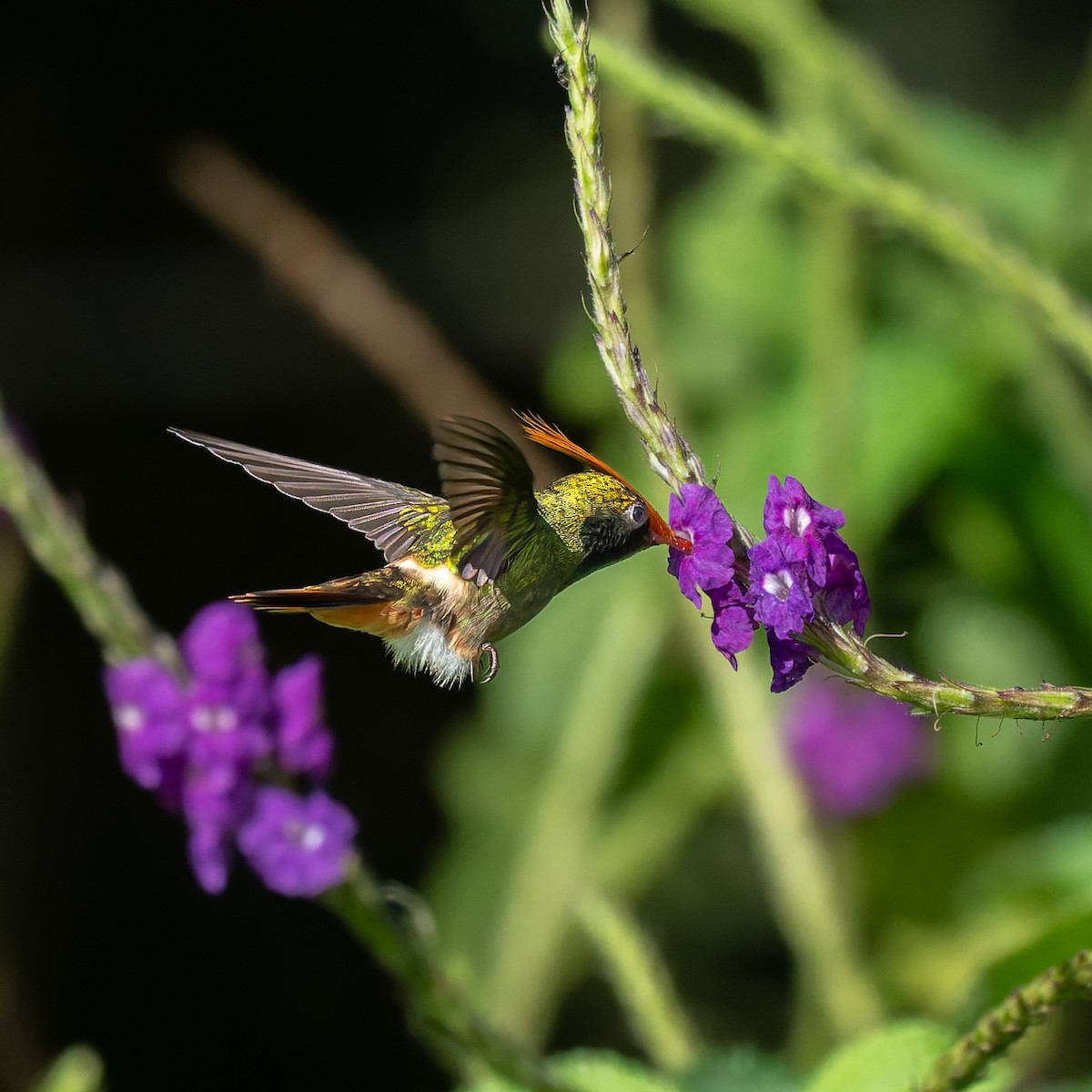 チャカザリハチドリ - ML645504749