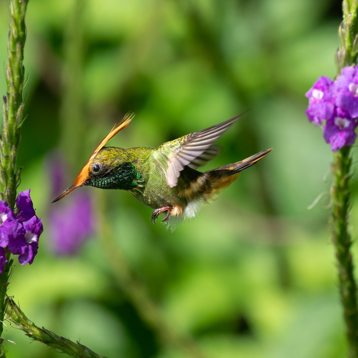 チャカザリハチドリ - ML645504750