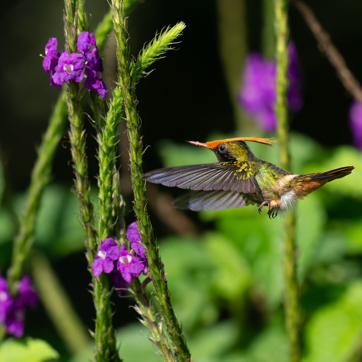 チャカザリハチドリ - ML645504751