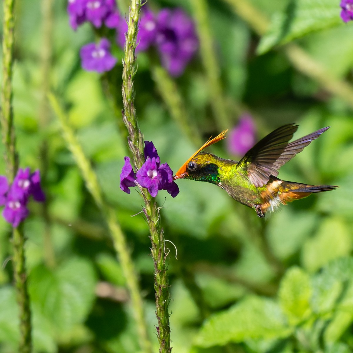 チャカザリハチドリ - ML645504752