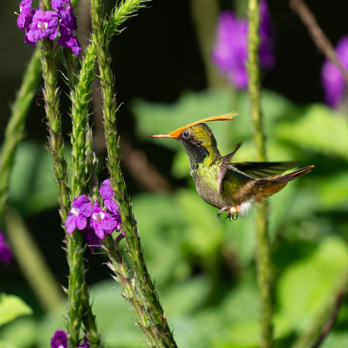 チャカザリハチドリ - ML645504753