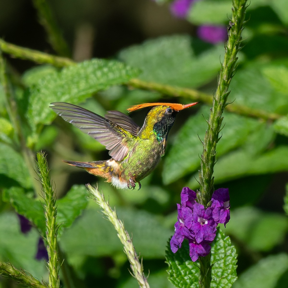 チャカザリハチドリ - ML645504754