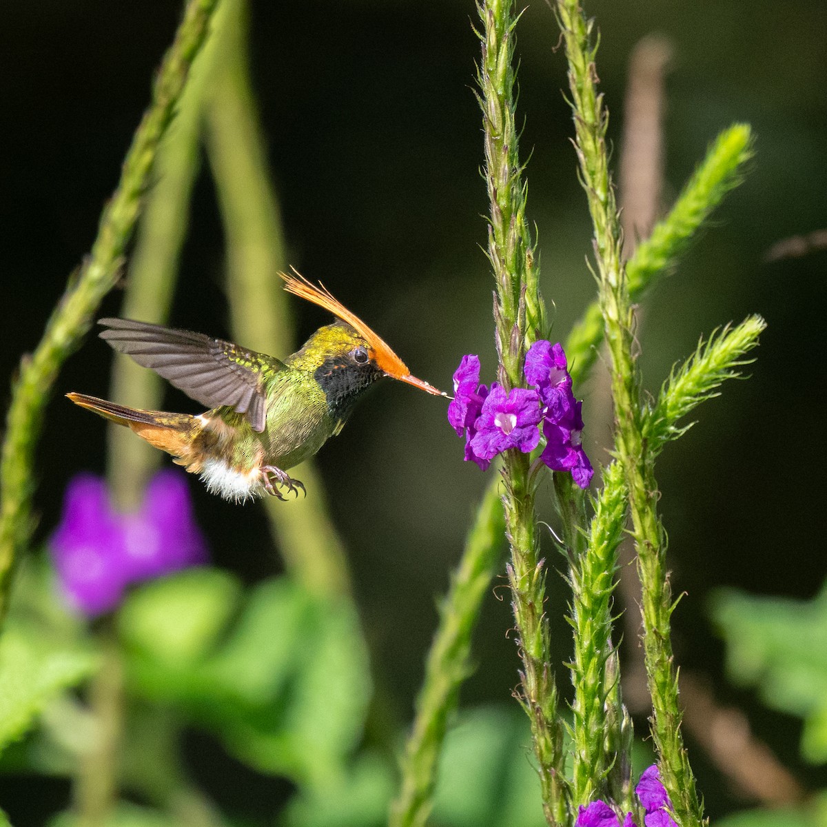 チャカザリハチドリ - ML645504755