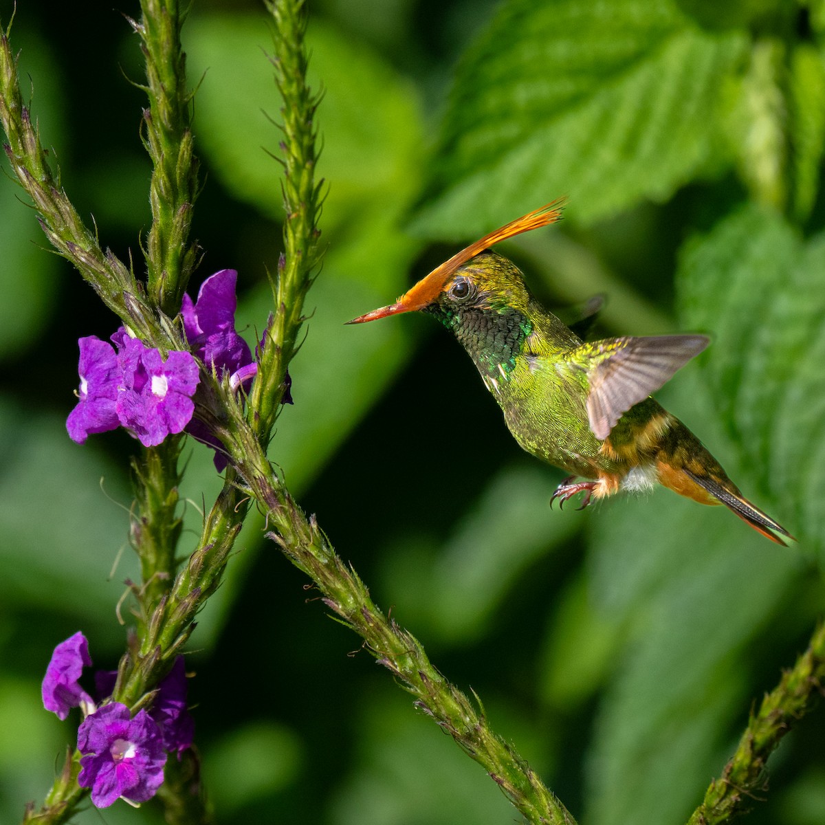 チャカザリハチドリ - ML645504756