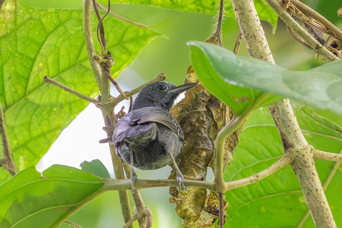 Slaty Antwren - ML645504758