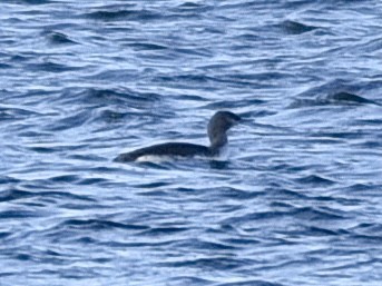 Arctic Loon - ML645504781