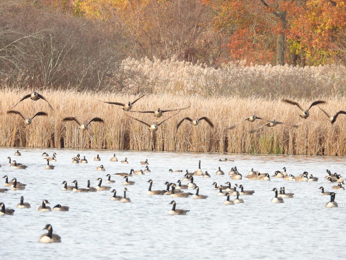 Kanadagans - ML645504786