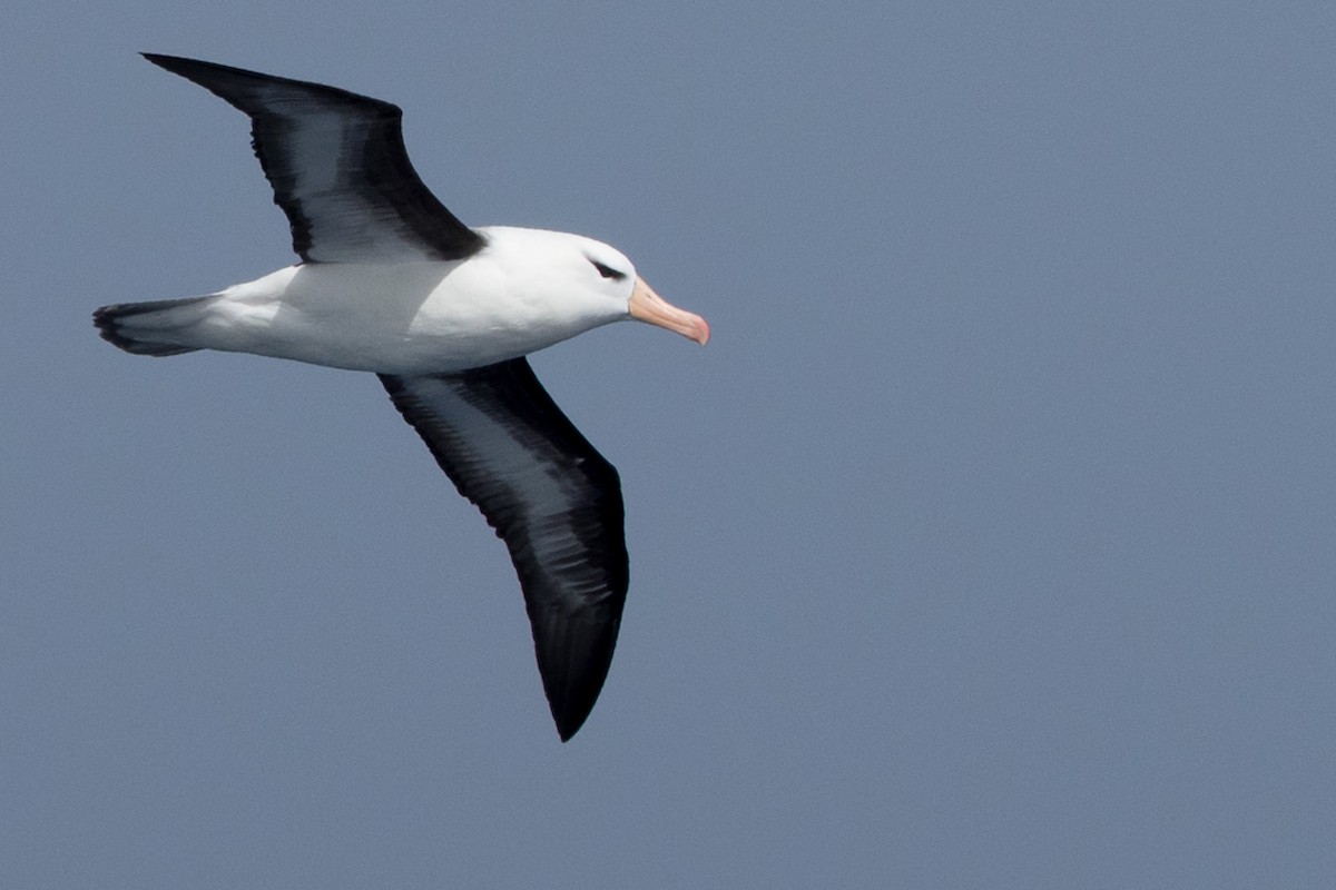 Schwarzbrauenalbatros - ML645504787