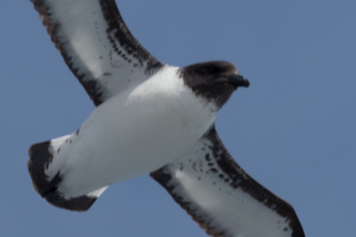 Kapsturmvogel - ML645504788