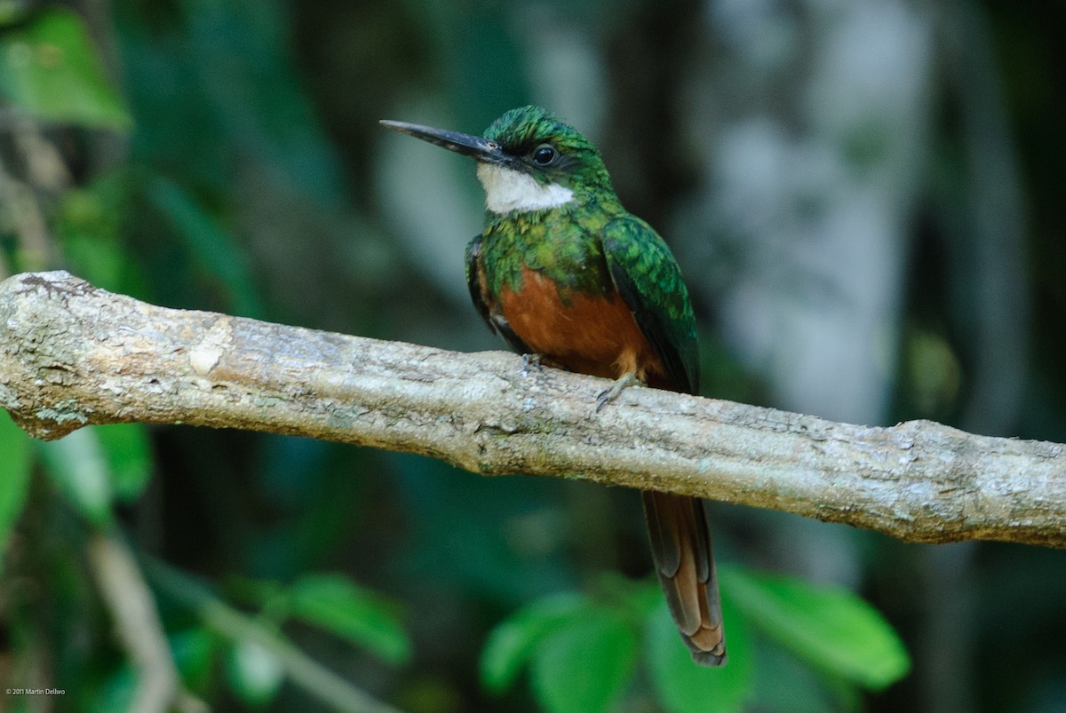 Rotschwanz-Glanzvogel - ML645504789