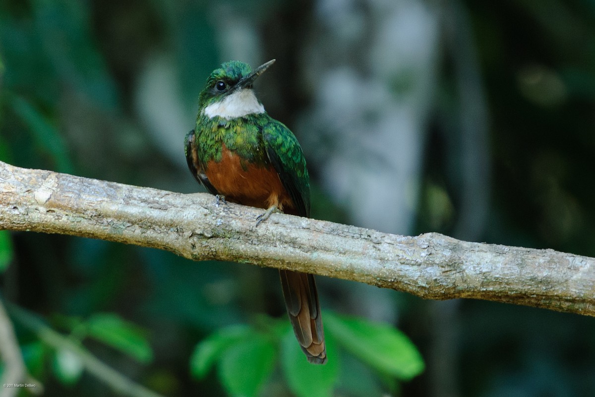 Rotschwanz-Glanzvogel - ML645504790