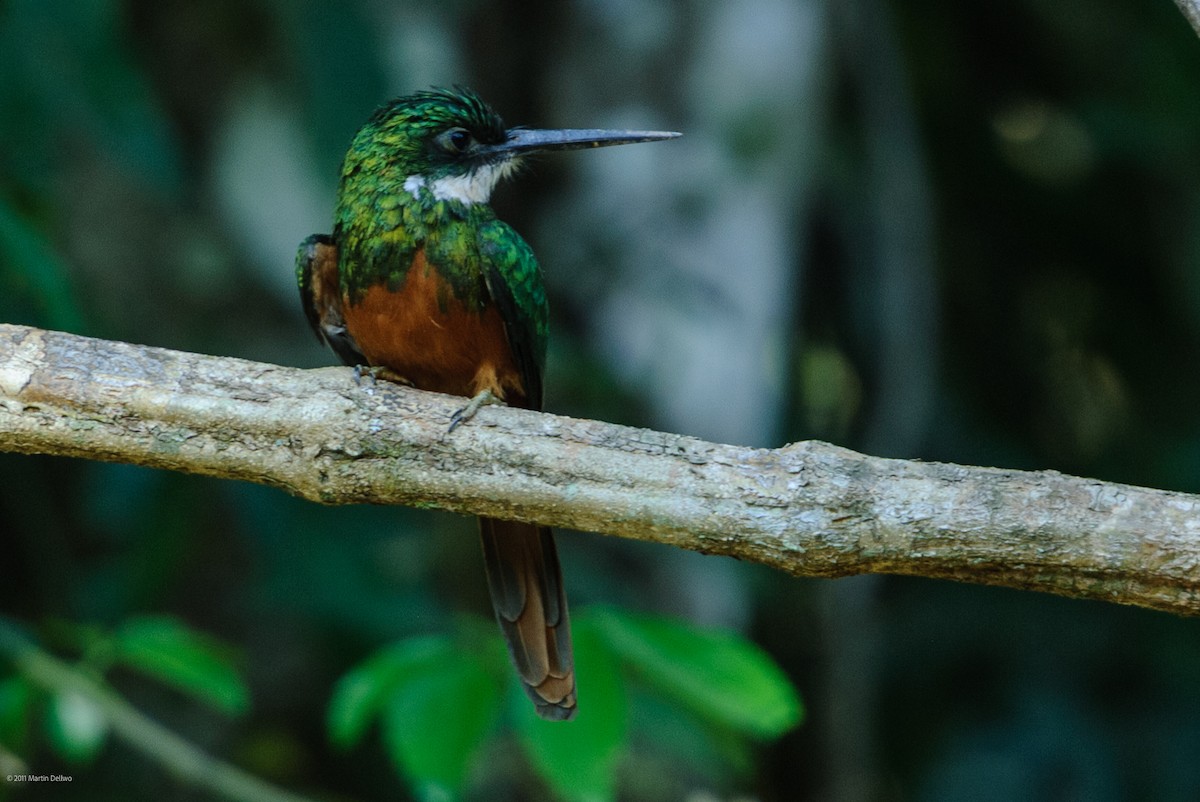 Rotschwanz-Glanzvogel - ML645504791